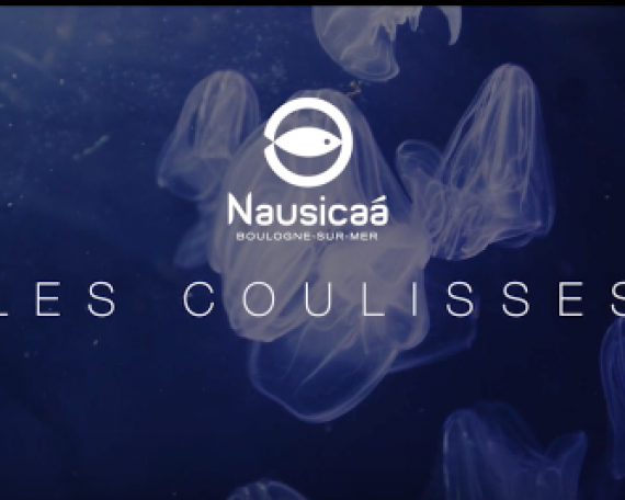 Coulisses Nausicaà