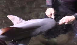 Requins gris