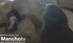 Bébé Manchot
